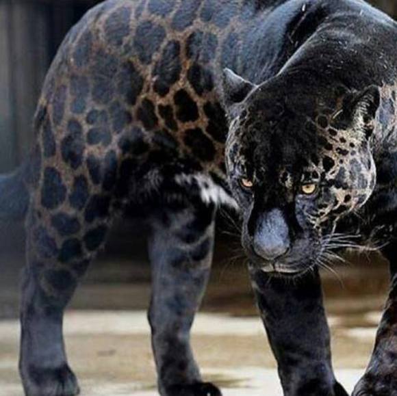 leoparddeb